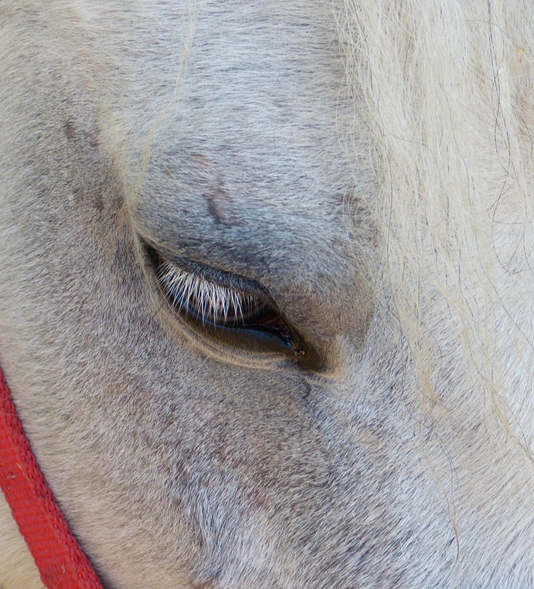 LOOK OF HORSE