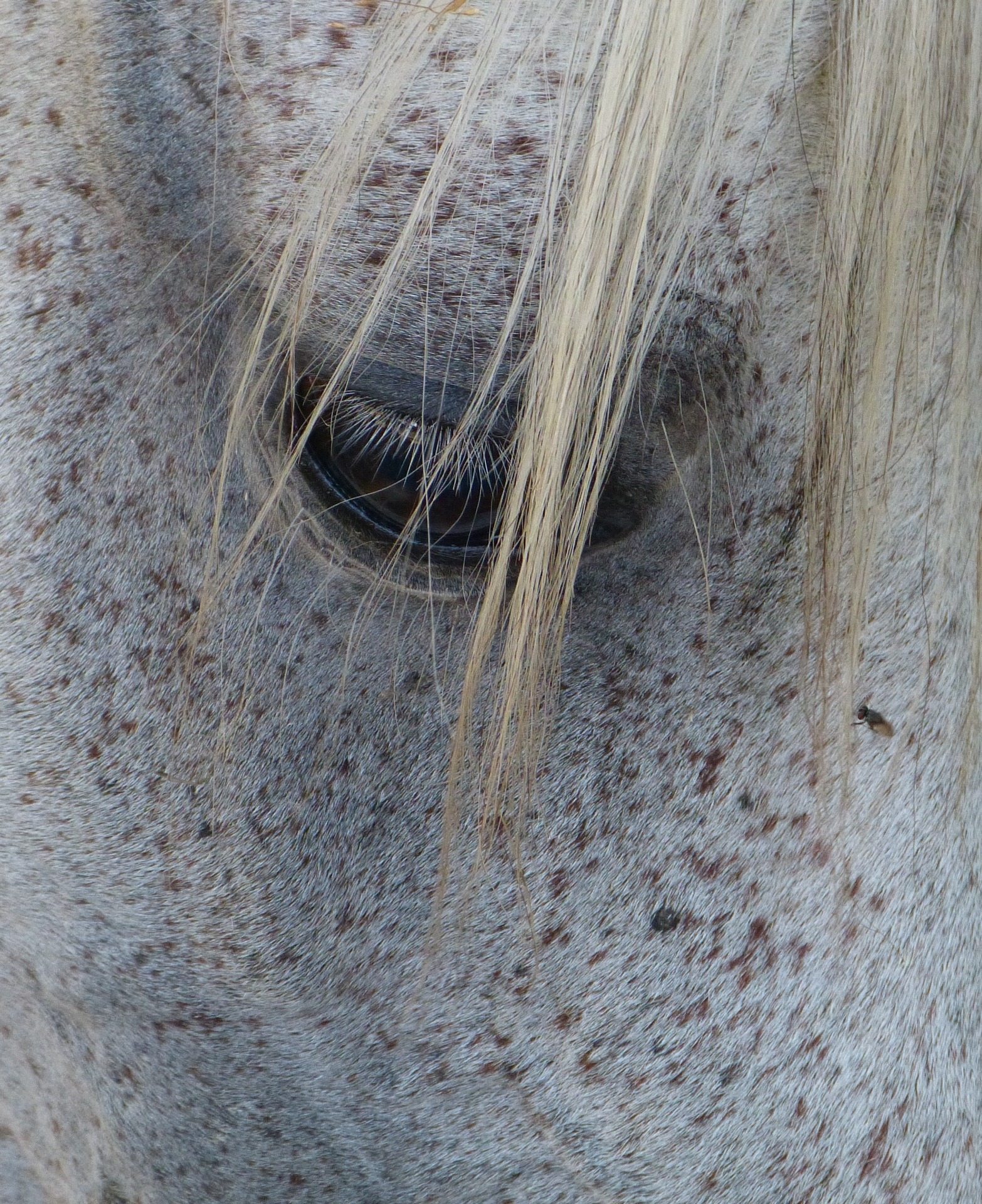 LOOK OF HORSE